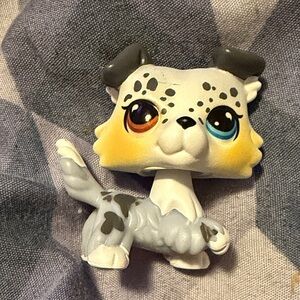 Australian Shepherd Petshop